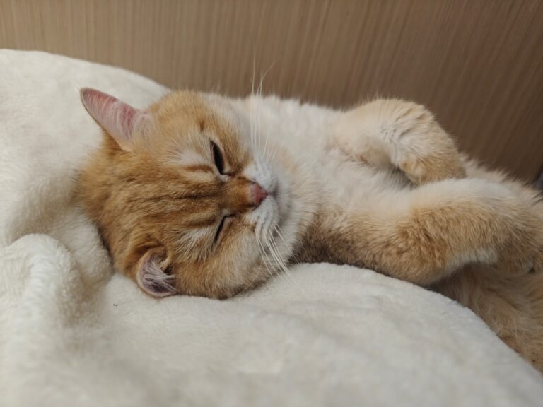 Photo Sleeping position