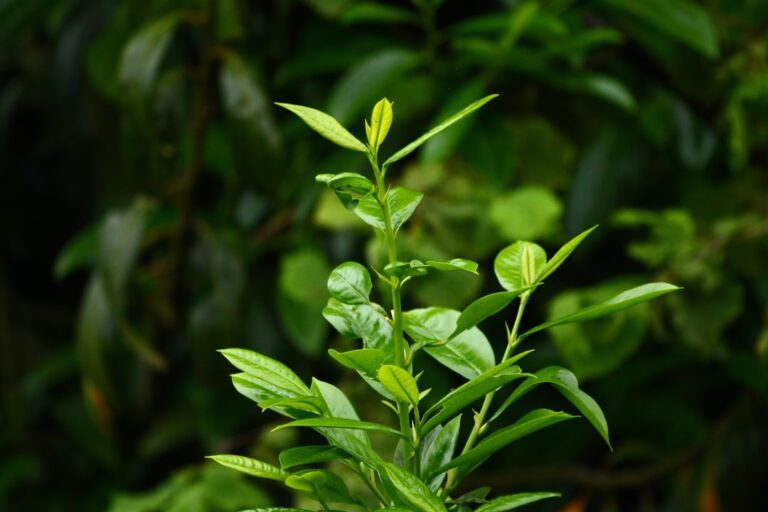 Photo Tea tree oil