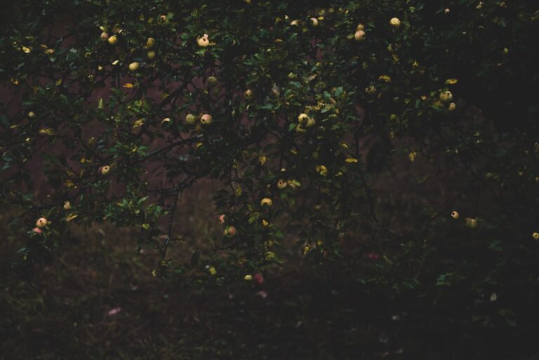 Photo dream interpretation