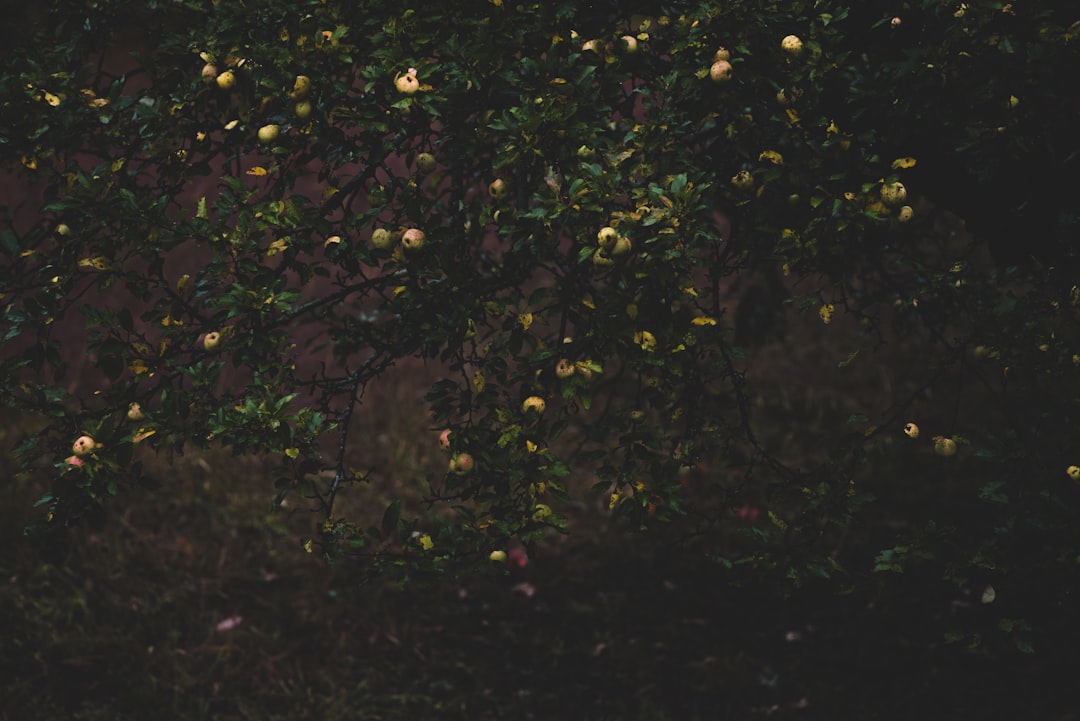 Photo dream interpretation