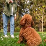 cavapoo la joaca