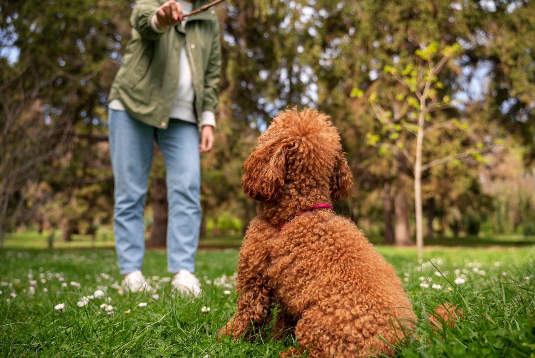 cavapoo la joaca