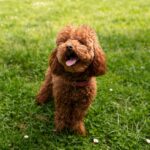 maltipoo roscovan