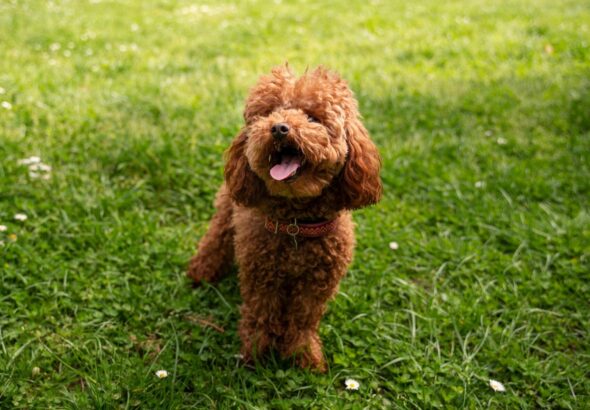 maltipoo roscovan