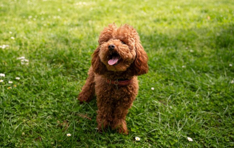 maltipoo roscovan