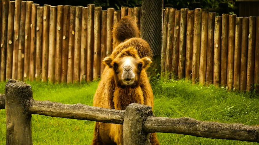 Photo animals with unusual abilities