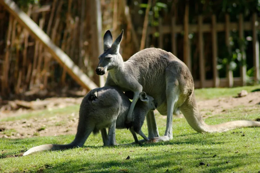 animals with unusual abilities