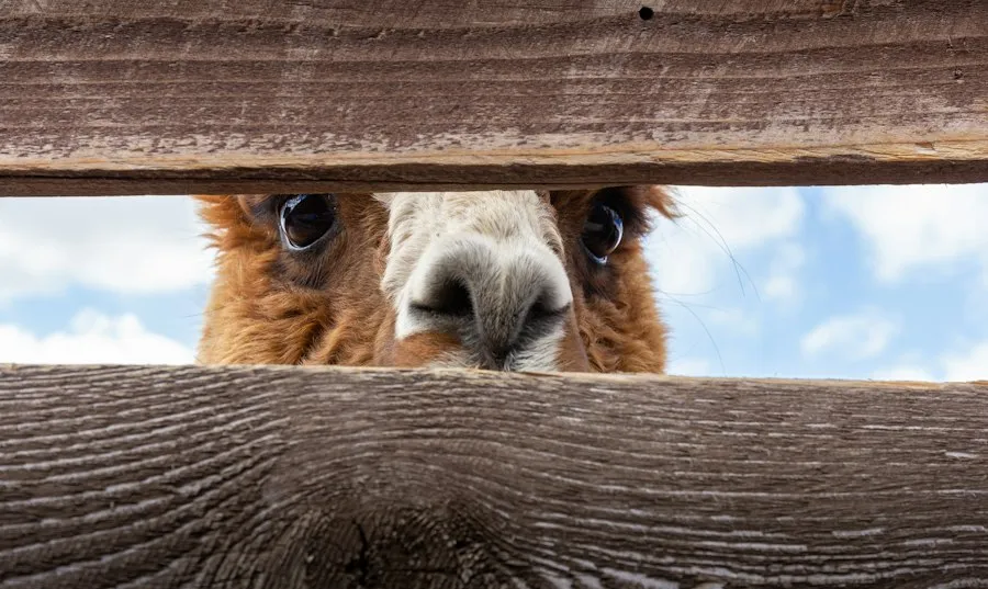 Photo unusual animal abilities mistakes