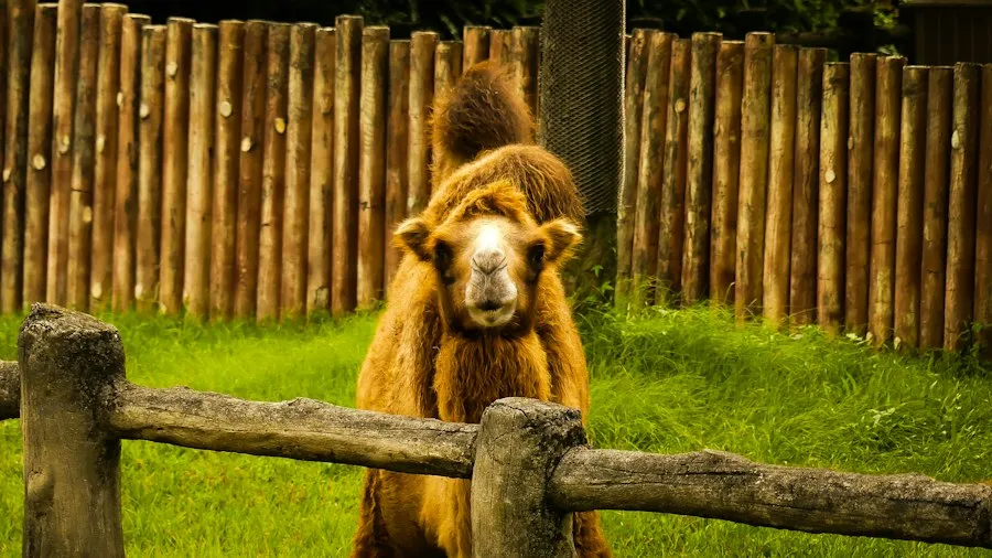 unusual animal abilities mistakes
